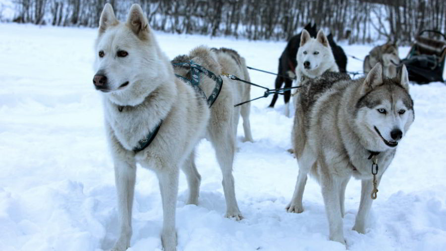 Husky dogs sleigh, a wonderful winter family activity in Val d'Isère.