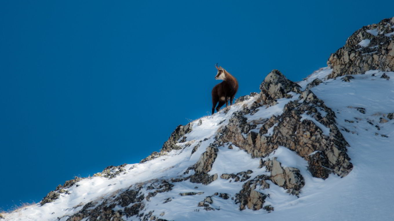 Val d-Isère winter family activity : chamois and ibex watching in the Park de la Vanoise.