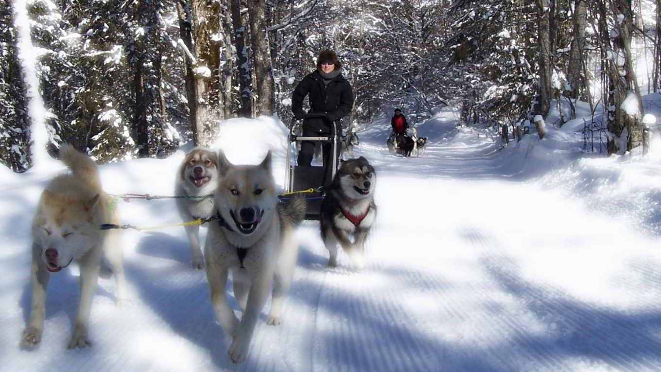 Méribel dog sledding, the amazing winter activity for families !